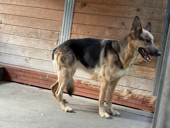 Pies do adopcji, Kraków, 30 września 2025