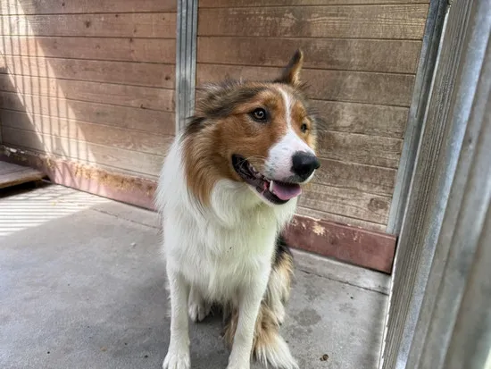 Pies do adopcji, Kraków, 1 października 2025