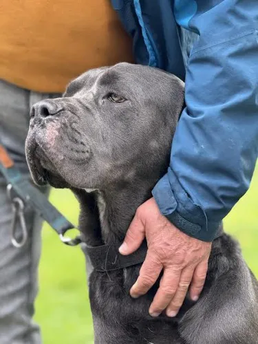 Pies do adopcji, Kraków, 2 października 2025 (3/4)