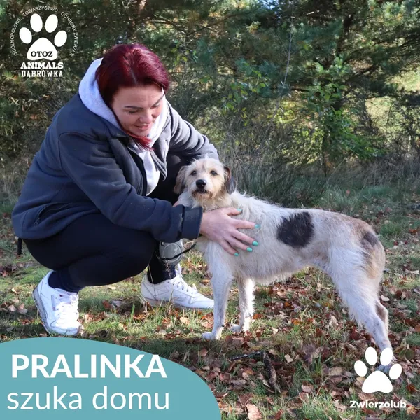 Pies do adopcji, Dąbrówka, 17 października 2025 (1/4)