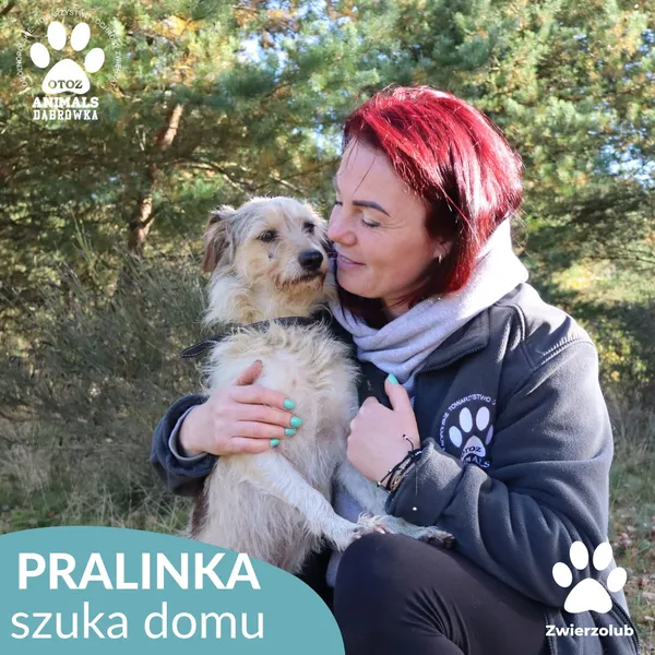 Pies do adopcji, Dąbrówka, 17 października 2025 (2/4)