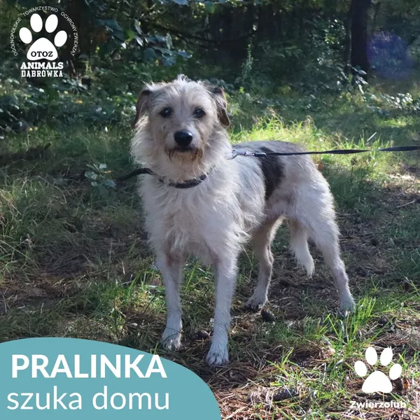 Pies do adopcji, Dąbrówka, 17 października 2025 (3/4)