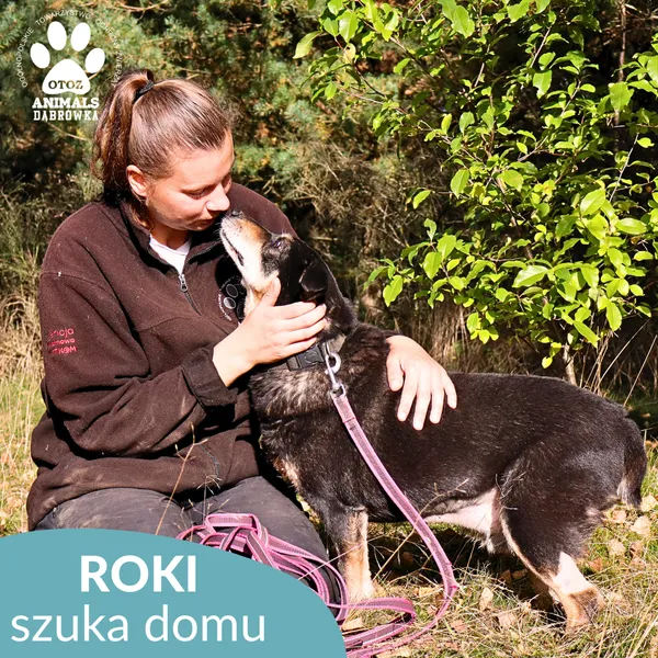 Pies do adopcji, Dąbrówka, 16 października 2025 (2/4)