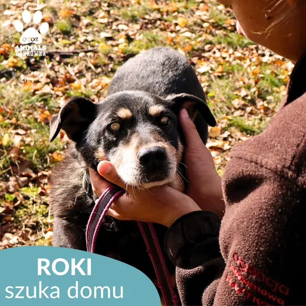 Pies do adopcji, Dąbrówka, 16 października 2025 (3/4)