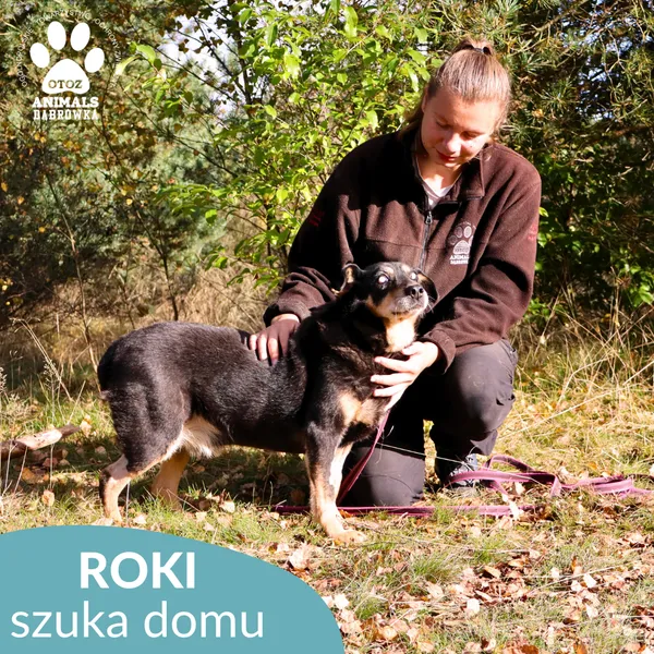 Pies do adopcji, Dąbrówka, 16 października 2025 (4/4)