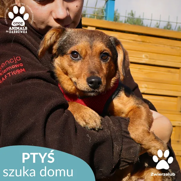 Pies do adopcji, Dąbrówka, 16 października 2025 (1/4)