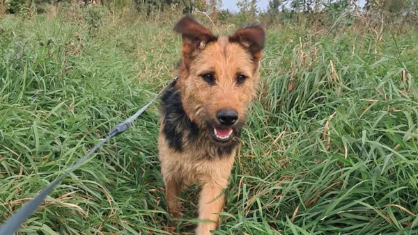 Znaleziono psa, Tatary, 1 lipca 2025 (1/4)