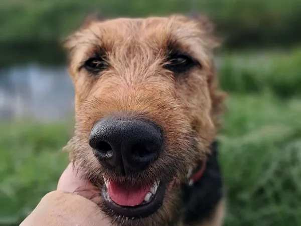 Znaleziono psa, Tatary, 1 lipca 2025 (2/4)