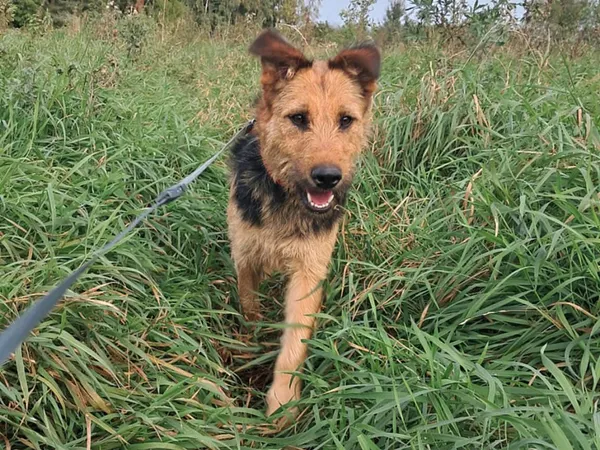 Znaleziono psa, Tatary, 1 lipca 2025 (3/4)