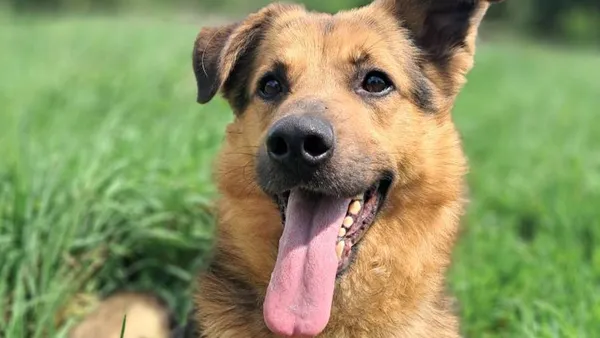 Znaleziono psa, Tatary, 12 kwietnia 2025 (1/3)