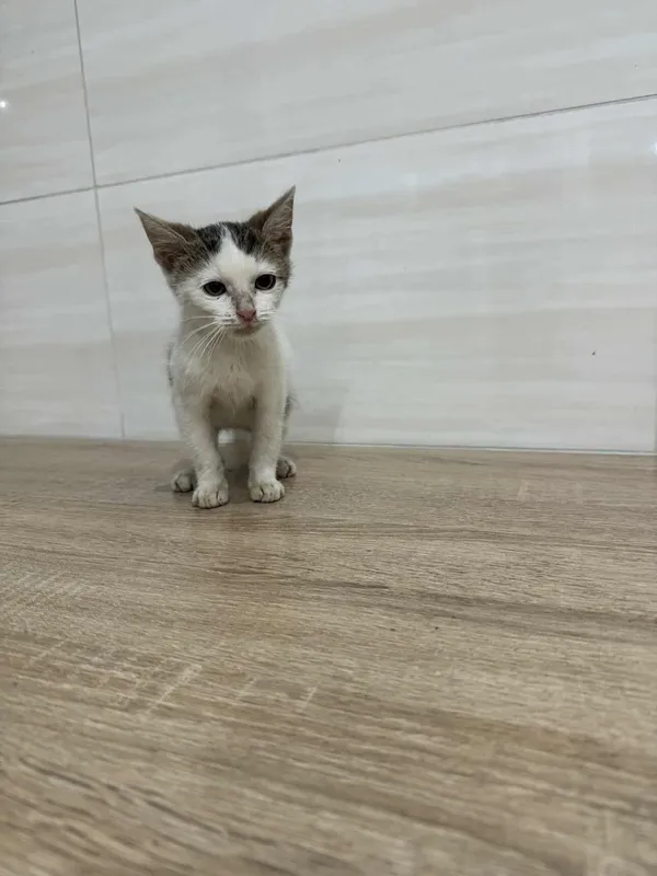 Znaleziono kota, Czartki, 16 października 2025