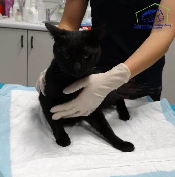 Znaleziono kota, Szczecin, 17 października 2025