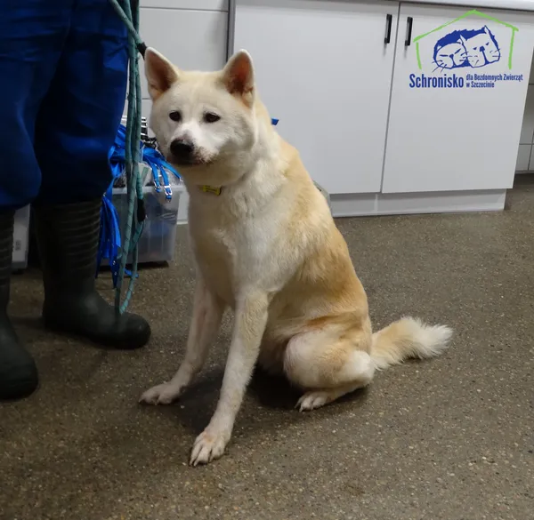 Znaleziono psa, Szczecin, 16 października 2025