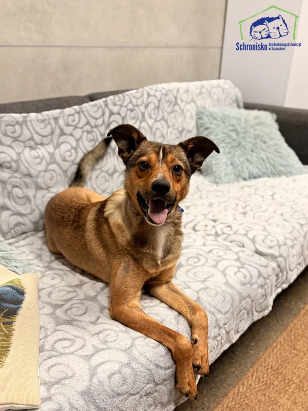 Znaleziono psa, Szczecin, 15 października 2025 (1/4)