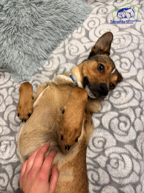 Znaleziono psa, Szczecin, 15 października 2025 (2/4)