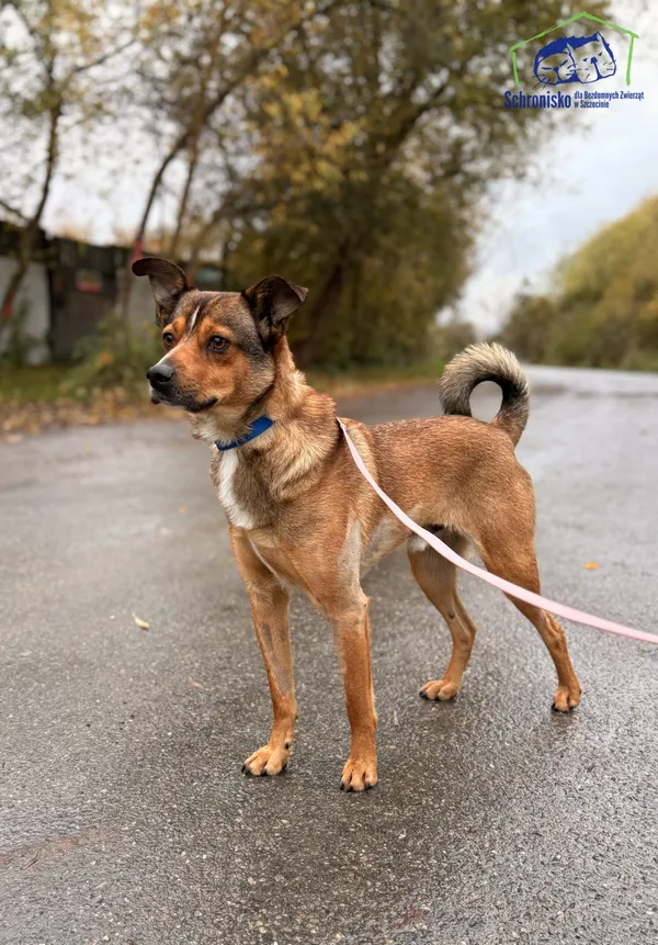 Znaleziono psa, Szczecin, 15 października 2025 (3/4)