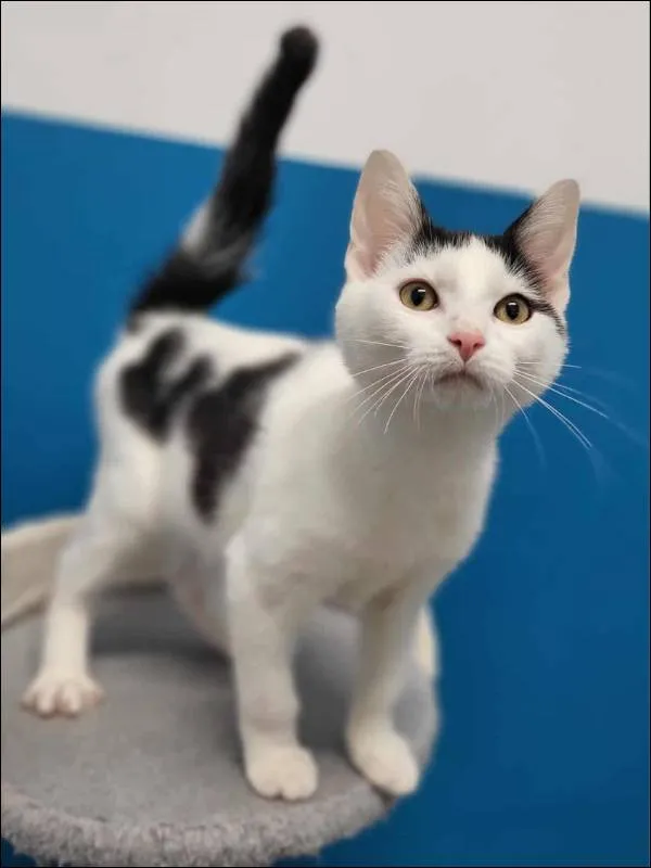 Znaleziono kota, Grudziądz, 16 lipca 2025