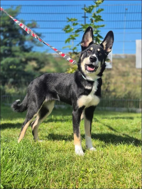 Znaleziono psa, Grudziądz, 24 sierpnia 2025