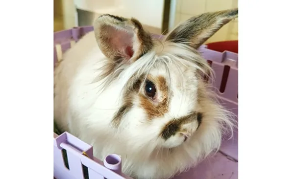 Znaleziono zwierzę, Wrocław, 2 października 2025