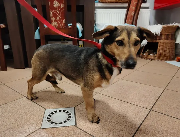 Pies do adopcji, Włocławek, 14 października 2025 (1/4)