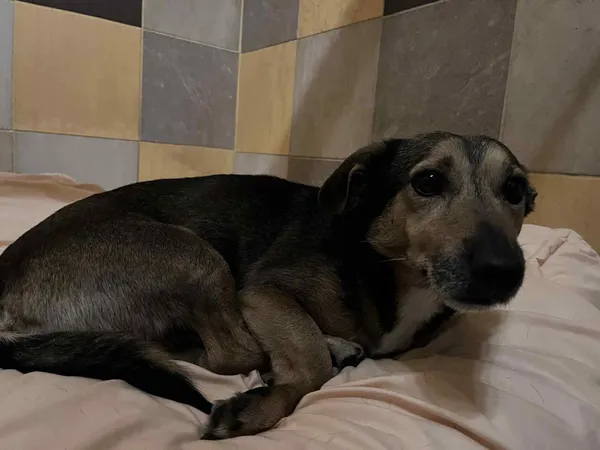 Pies do adopcji, Włocławek, 14 października 2025 (2/4)