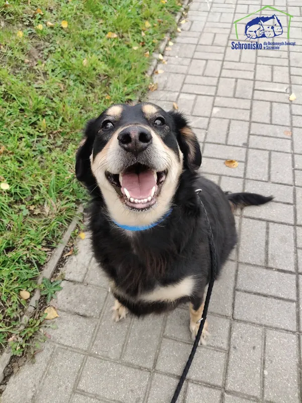 Pies do adopcji, Szczecin, 5 września 2025 (1/2)