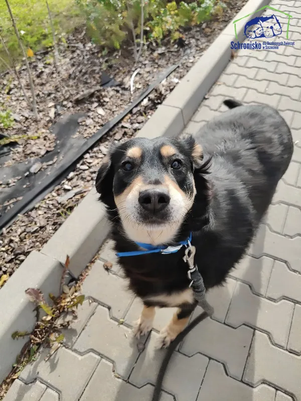 Pies do adopcji, Szczecin, 5 września 2025 (2/2)