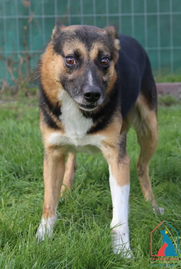 Pies do adopcji, Grudziądz, 3 października 2025