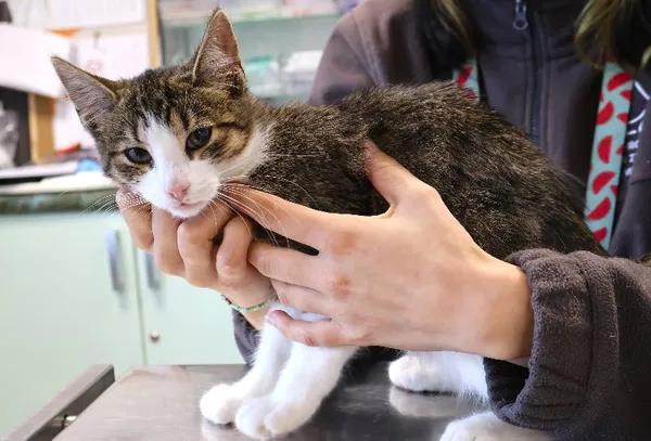 Znaleziono kota, Łódź, 14 października 2025 (1/2)