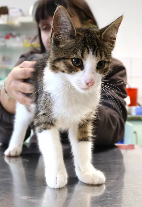 Znaleziono kota, Łódź, 14 października 2025 (2/2)