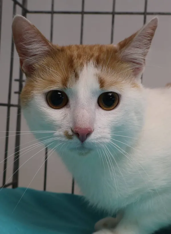 Znaleziono kota, Łódź, 13 października 2025 (2/2)