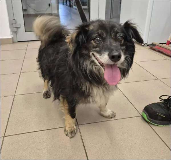 Znaleziono psa, Grudziądz, 17 października 2025