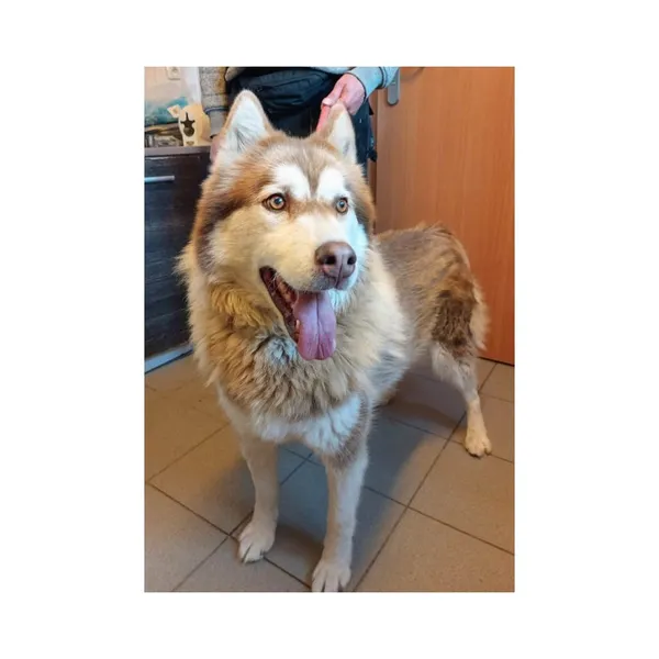 Znaleziono psa, Białystok, 26 września 2025