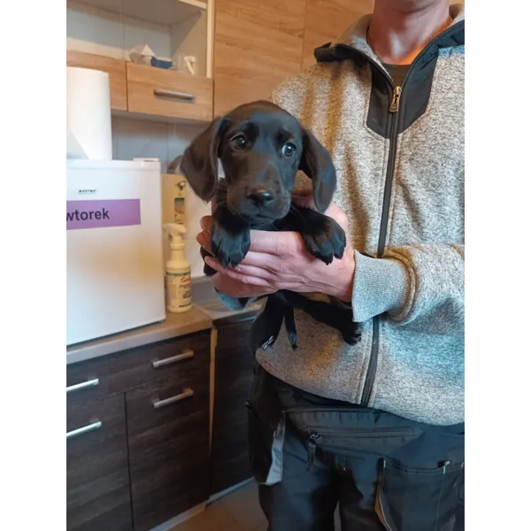 Znaleziono psa, Białystok, 26 września 2025