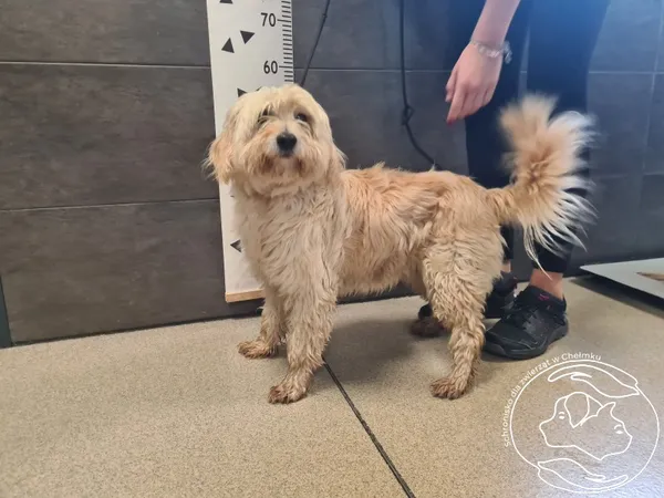 Znaleziono psa, Chełmek, 7 października 2025