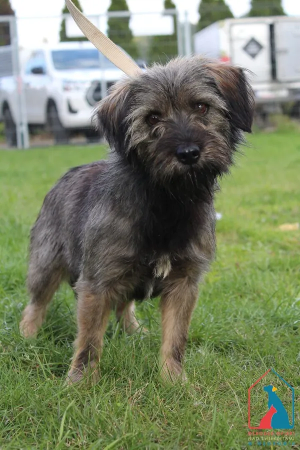 Pies do adopcji, Grudziądz, 3 października 2025