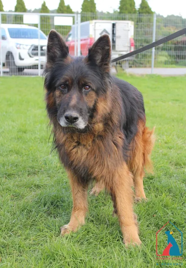 Pies do adopcji, Grudziądz, 3 października 2025