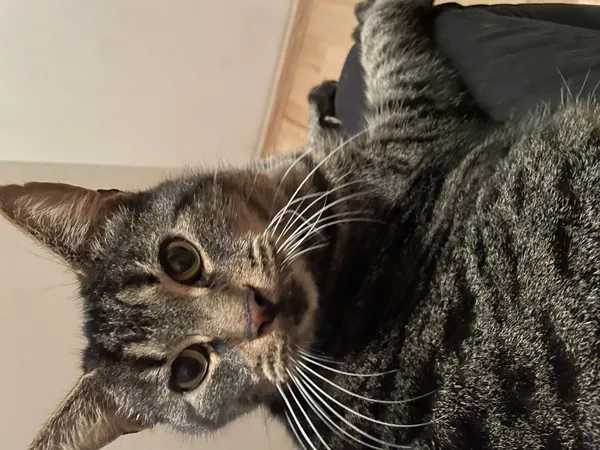 Zaginął kot, Łódź, 14 października 2025