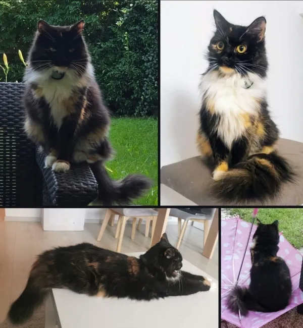 Zaginął kot, Łódź, 14 października 2025