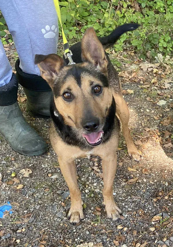 Pies do adopcji, gmina Platerówka, 14 października 2025 (4/4)