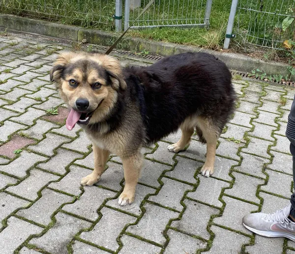 Pies do adopcji, gmina Platerówka, 14 października 2025 (1/3)