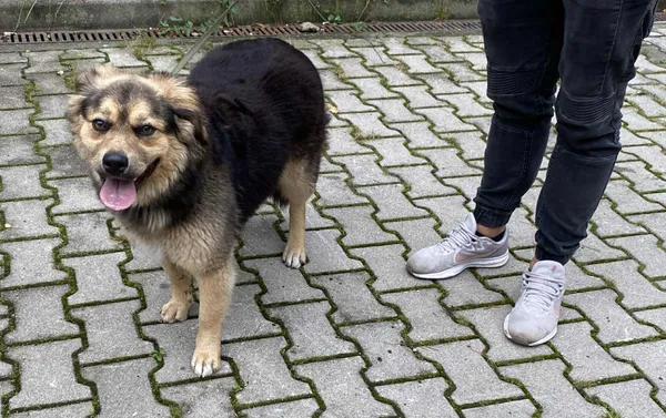 Pies do adopcji, gmina Platerówka, 14 października 2025 (2/3)