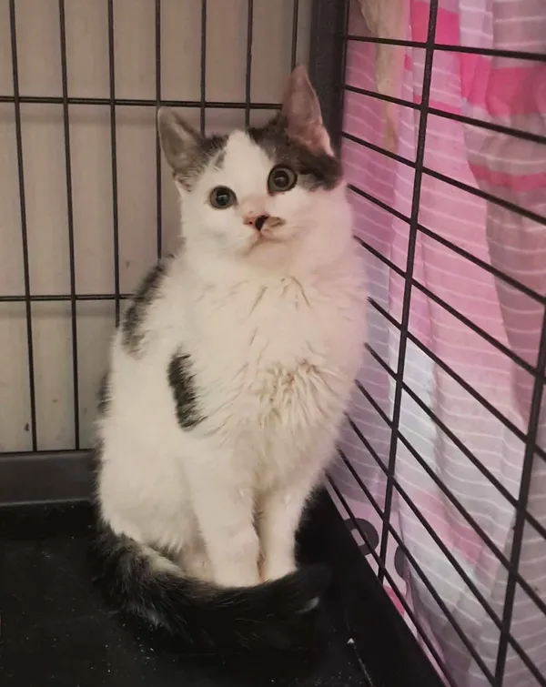 Kot do adopcji, Olsztyn, 15 października 2025 (1/3)