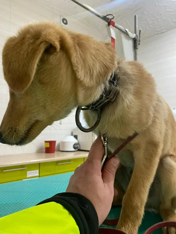 Znaleziono psa, Czartki, 17 października 2025