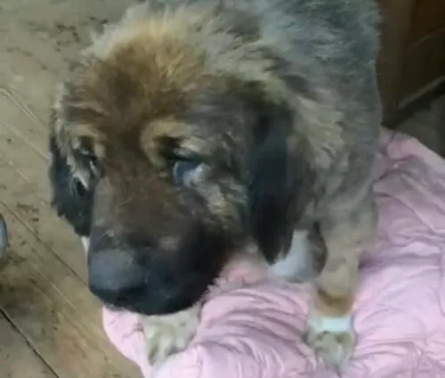 Pies do adopcji, Głowno, 14 października 2025 (3/5)