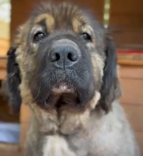 Pies do adopcji, Głowno, 14 października 2025 (5/5)