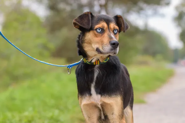 Pies do adopcji, Nowodwór, 16 października 2025 (1/5)