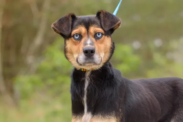 Pies do adopcji, Nowodwór, 16 października 2025 (2/5)