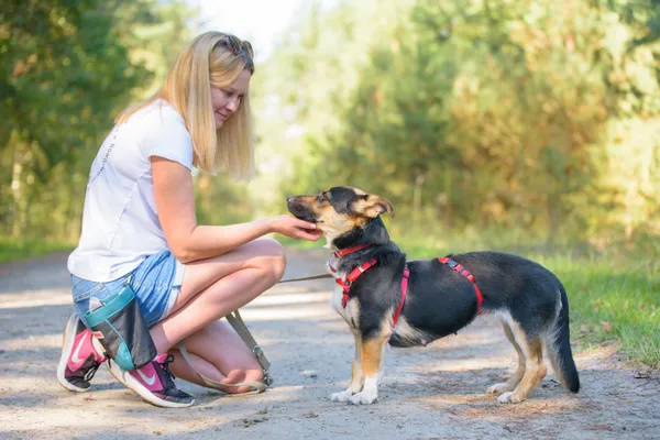 Pies do adopcji, Nowodwór, 1 października 2025 (1/5)