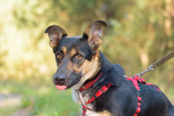 Pies do adopcji, Nowodwór, 1 października 2025 (2/5)